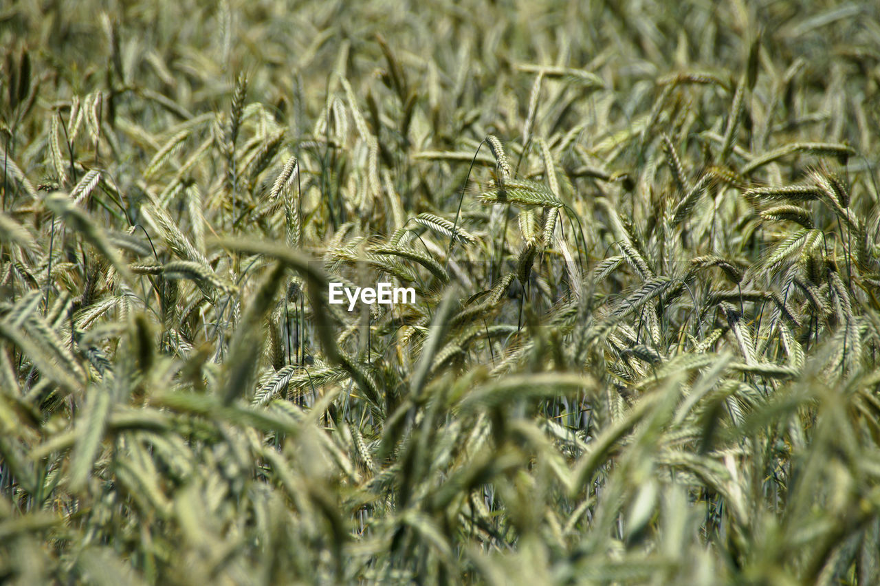 Full frame shot of crops growing at farm