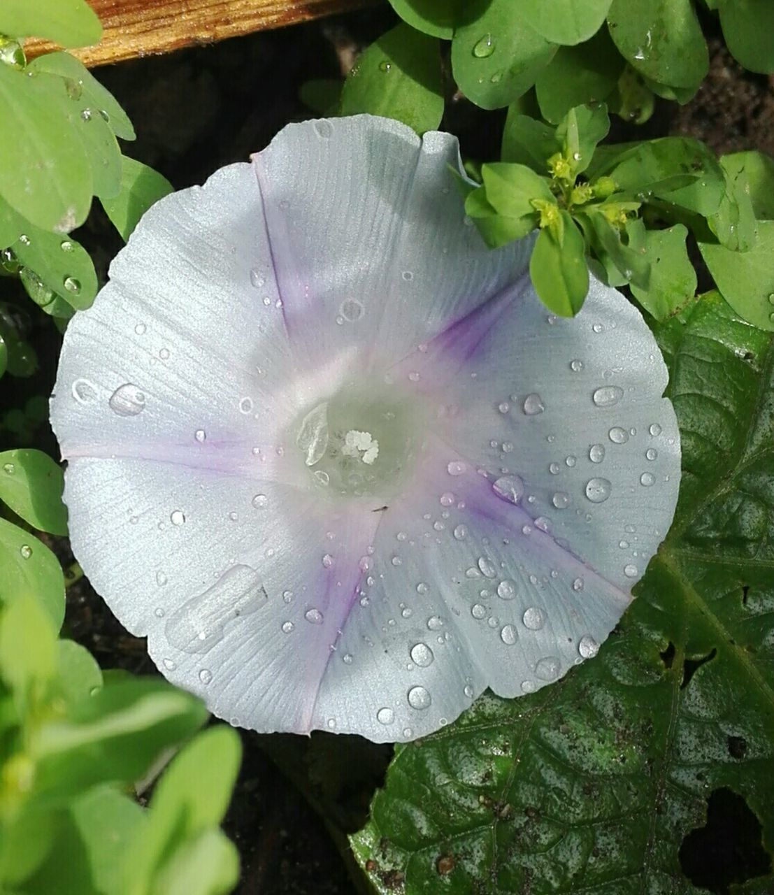 CLOSE-UP OF WATER DROPS ON LEAVES