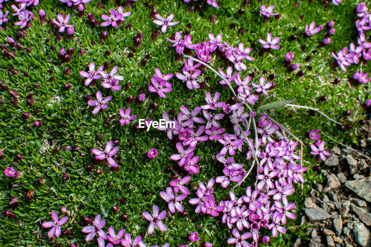 HIGH ANGLE VIEW OF PURPLE FLOWERING PLANTS ON LAND