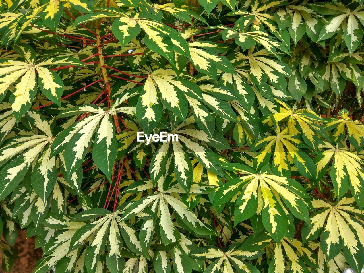 Close-up of fresh green leaves