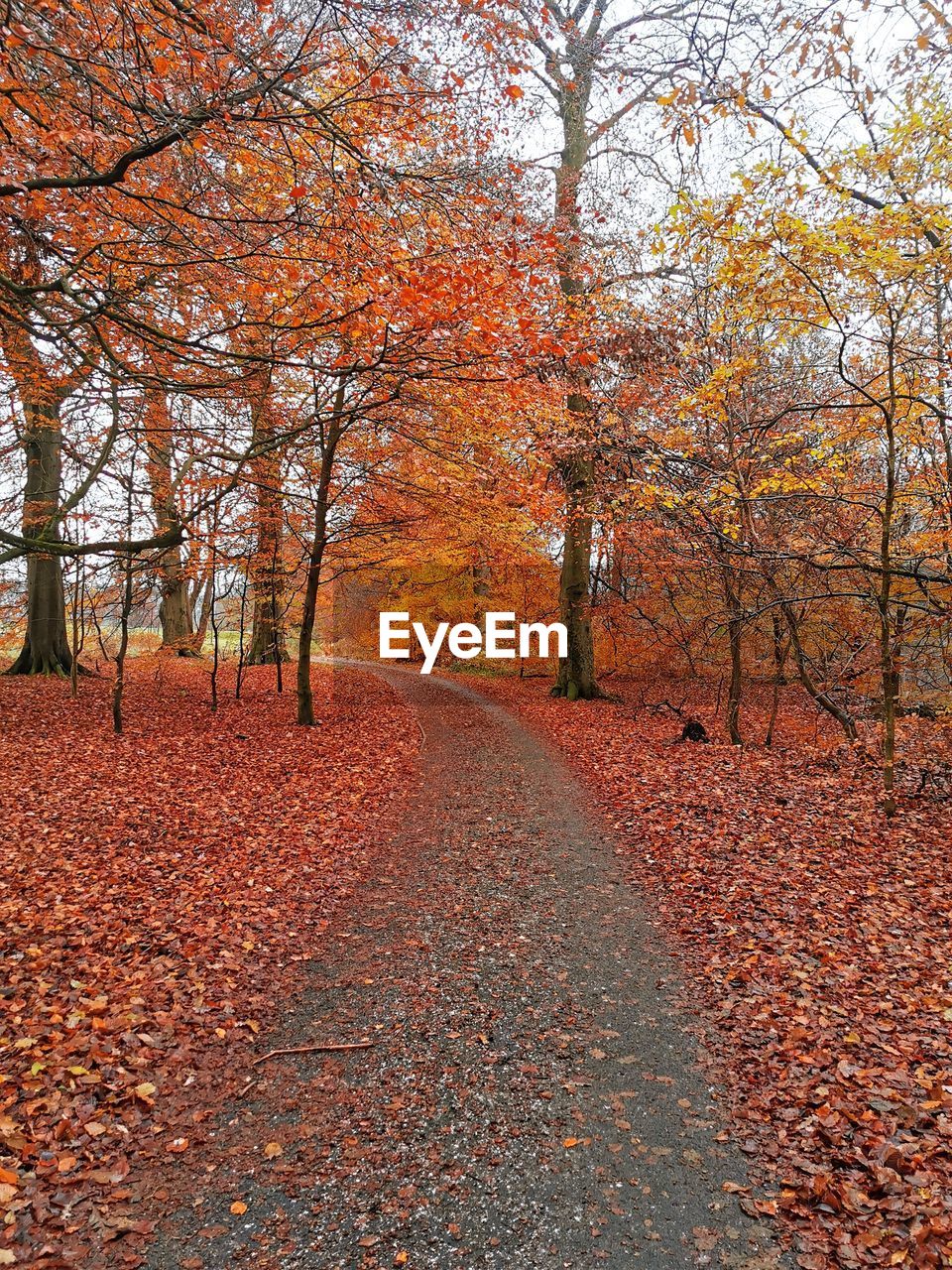 Footpath amidst trees during autumn