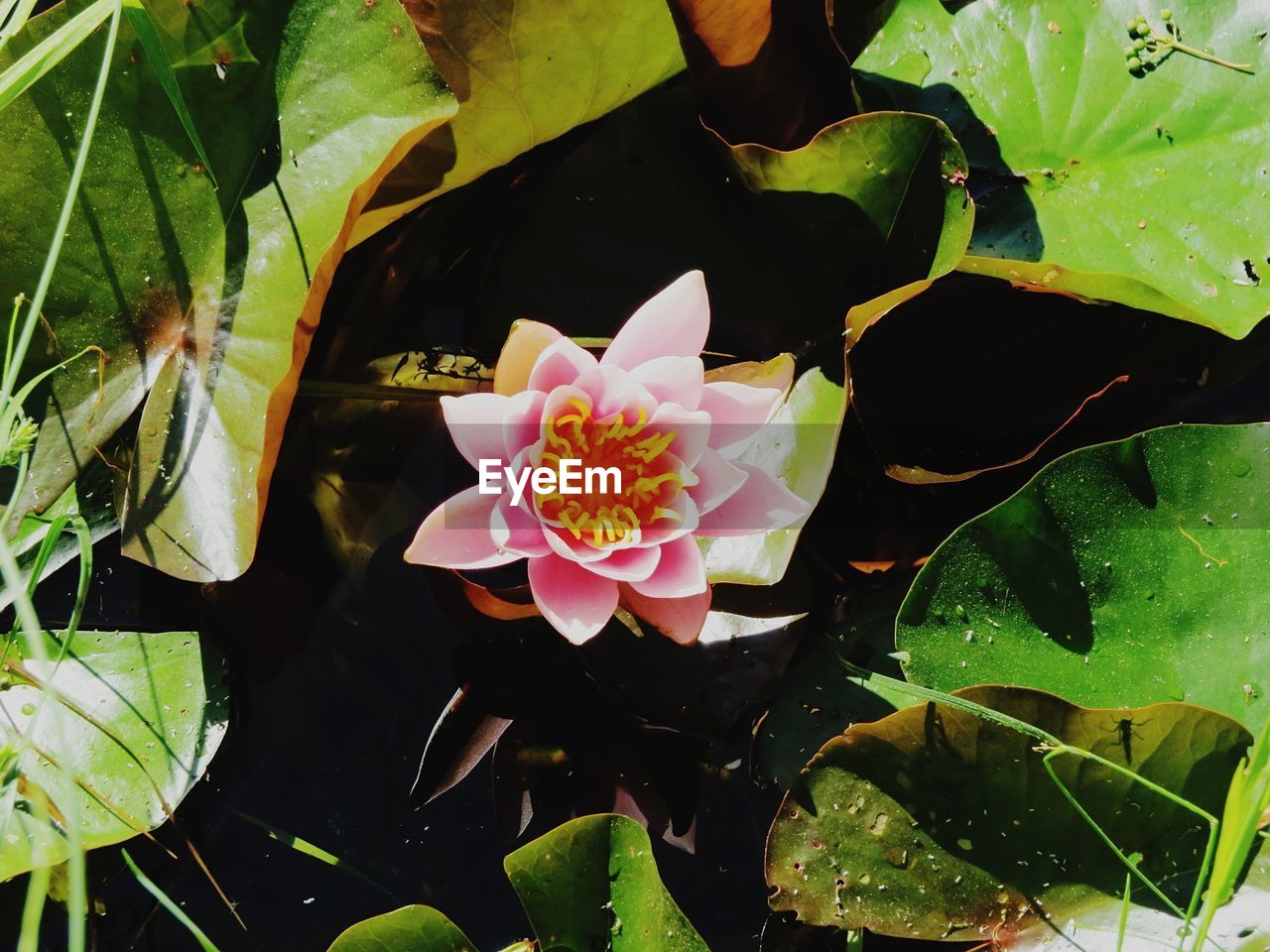 HIGH ANGLE VIEW OF PINK ROSE ON PLANT