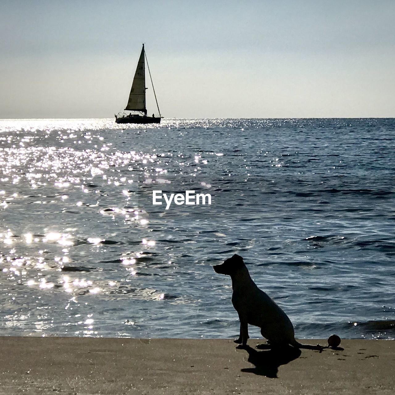 VIEW OF DOG IN SEA