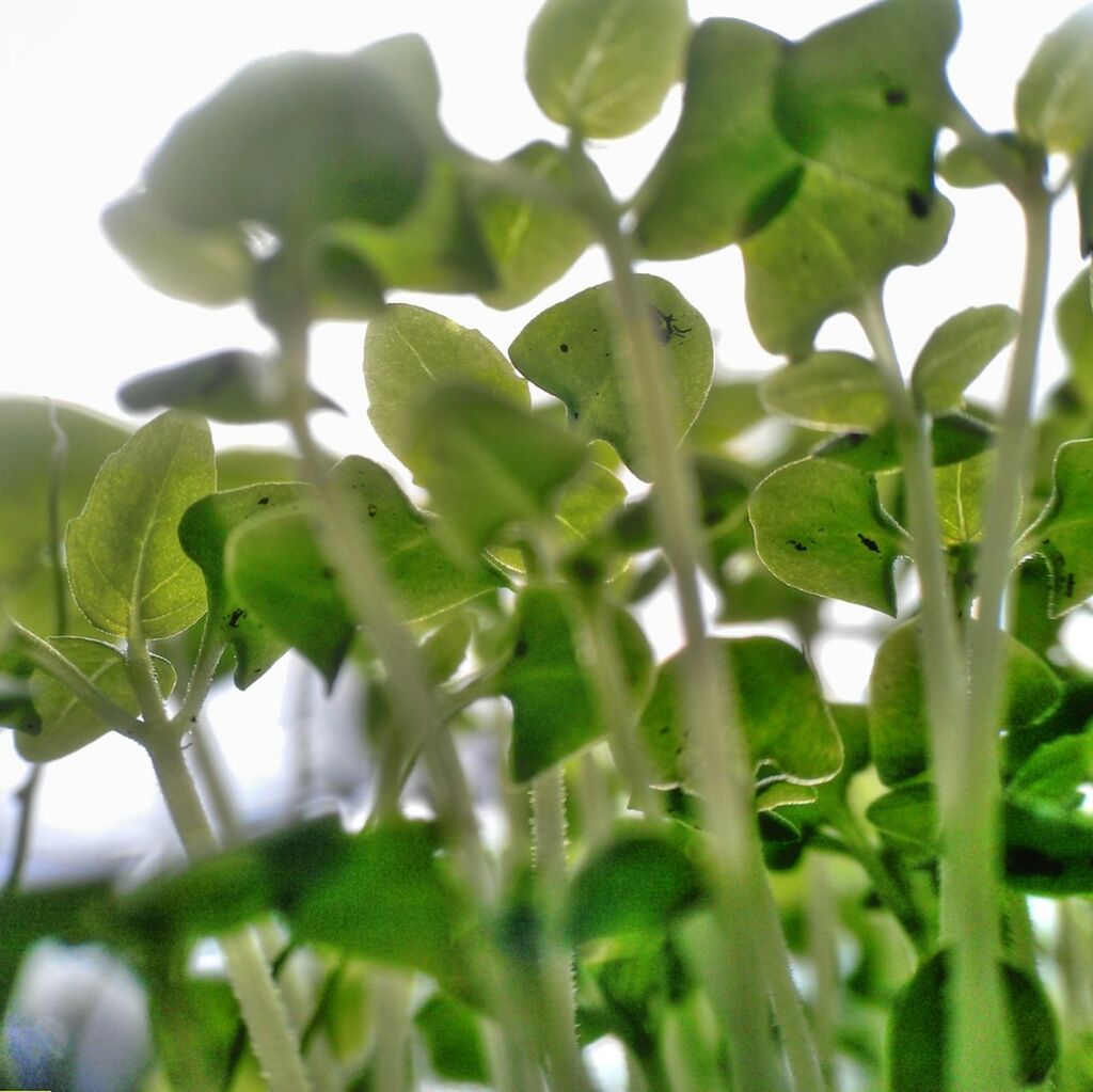 Close-up of plants