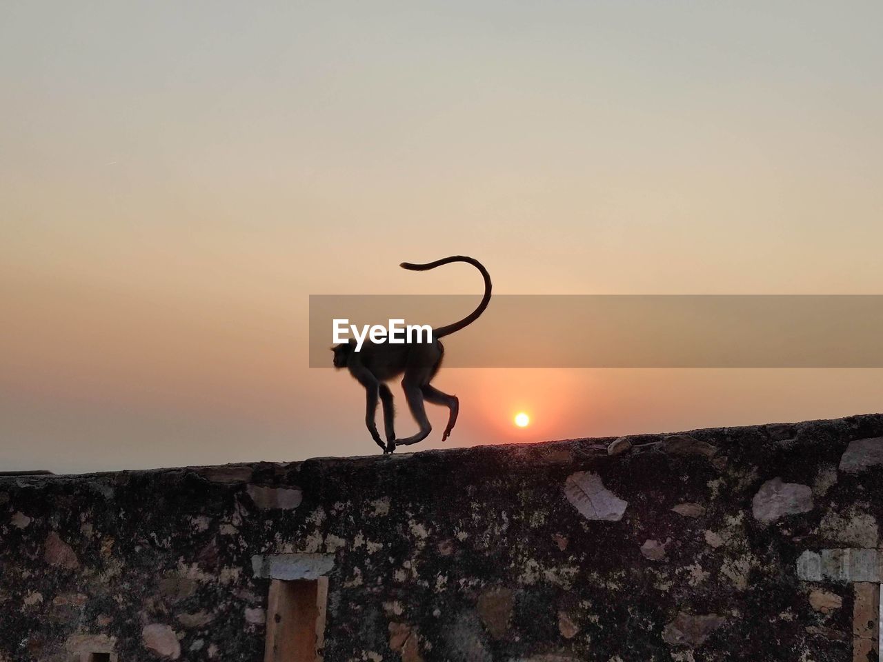 horse standing on retaining wall against sky