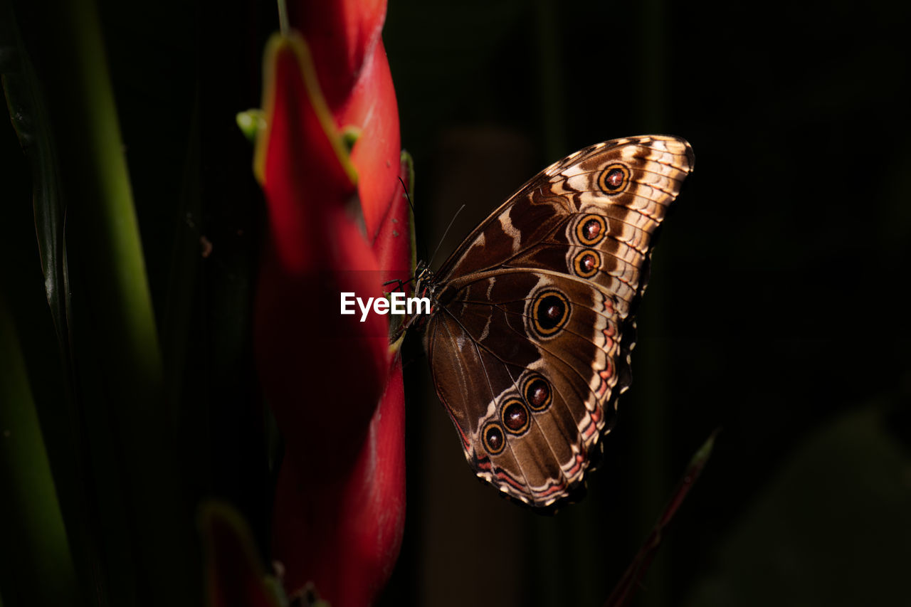 Closeup amazing brown butterfly sitting on green leaf in nature