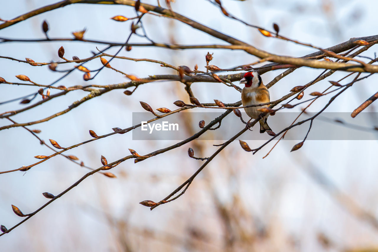 Goldfinch on a branch in a european beech