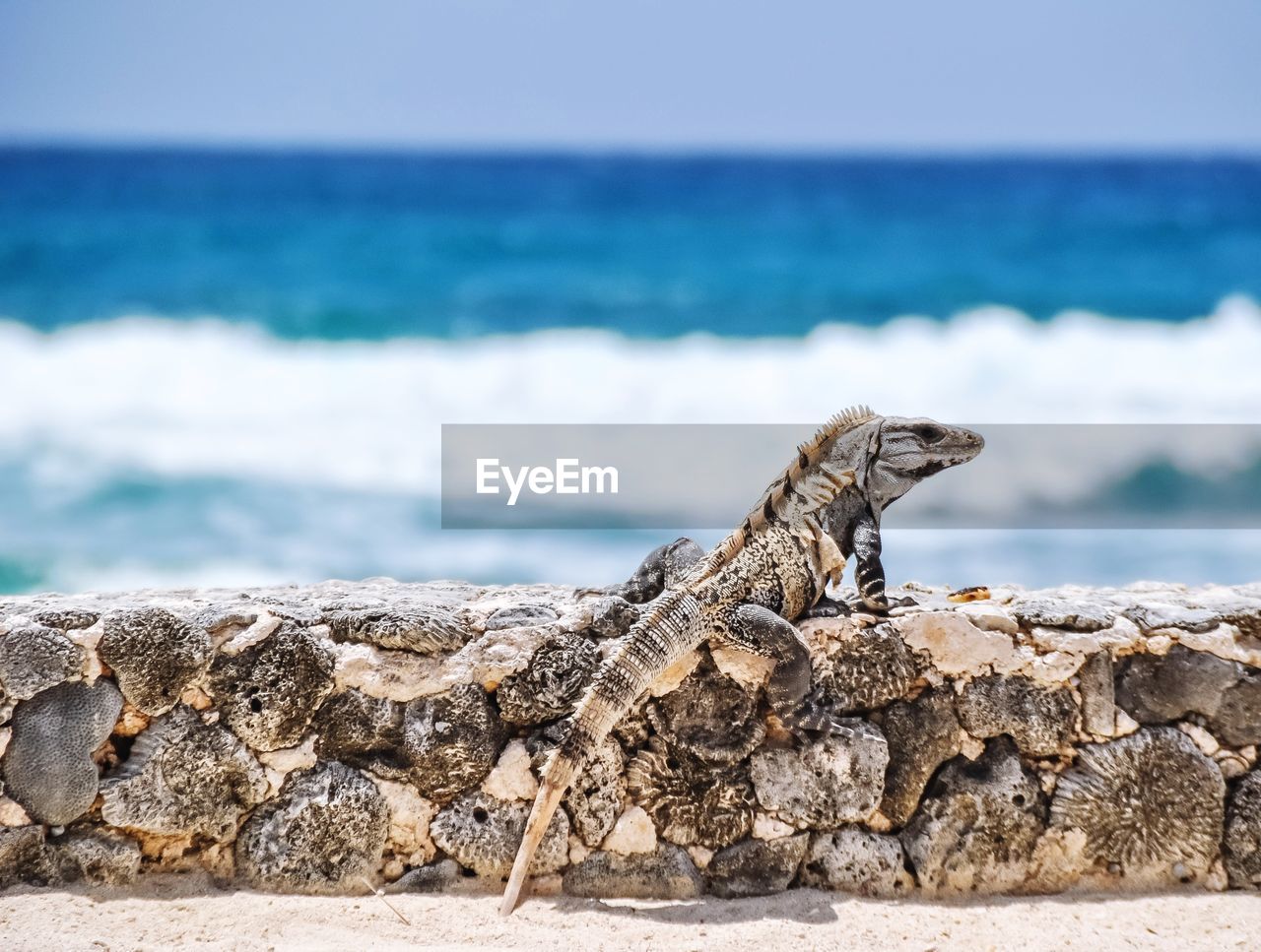 Close-up of lizard on rock at shore against sky