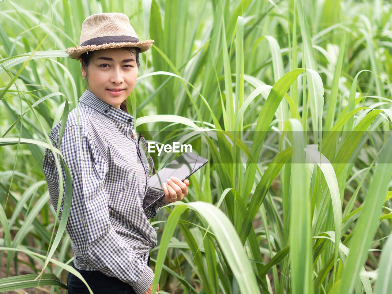 Woman farmer holding smart device and collecting sugar lieve for growth analize and development