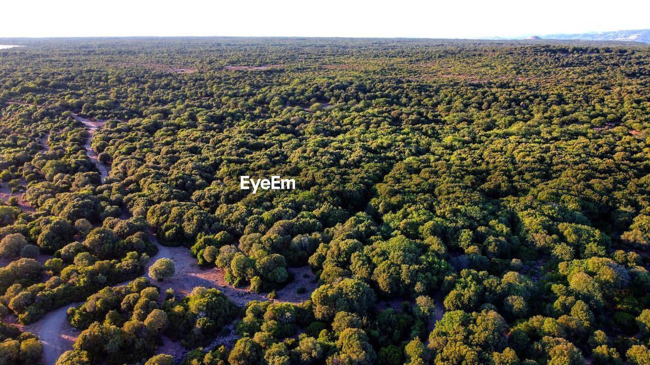 High angle view of plants growing on land against sky