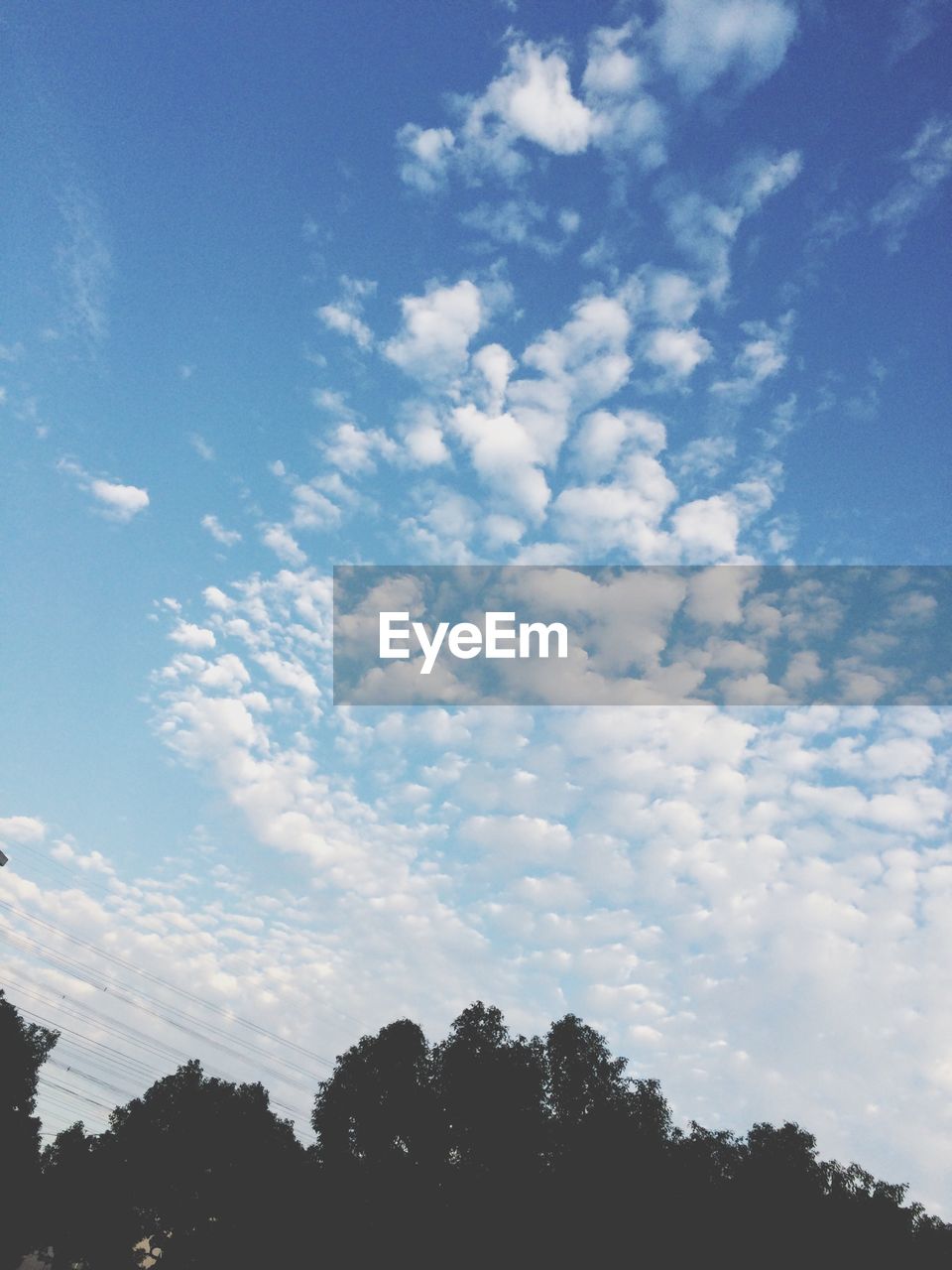 LOW ANGLE VIEW OF TREE AGAINST SKY