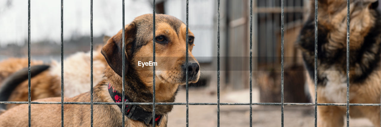 Dog in animal shelter waiting for adoption. dog behind the fences. canine behind bars. 