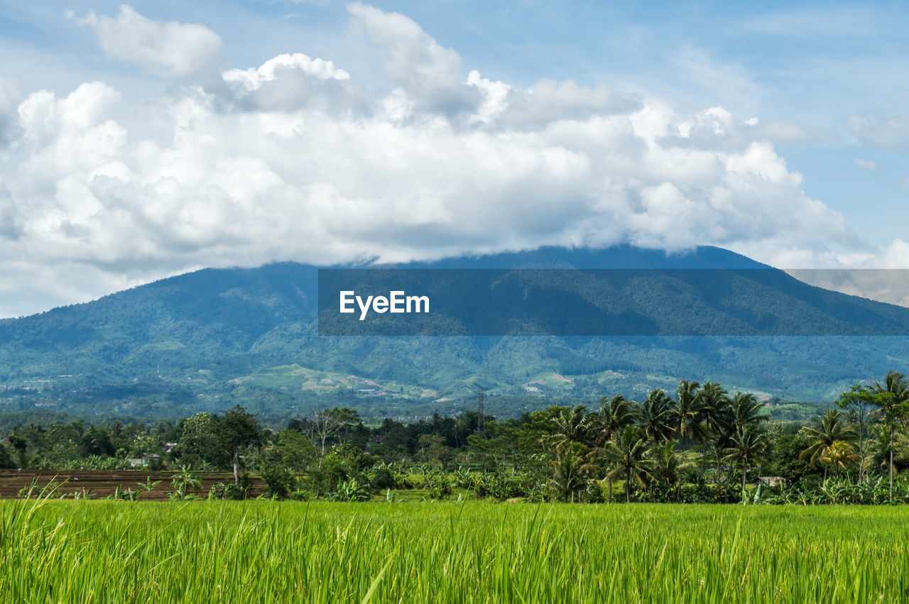 Scenic view of agricultural field against sky