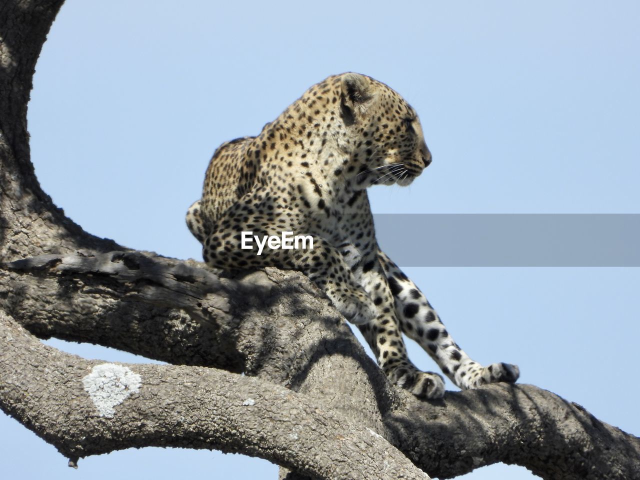 Leopard on a tree against sky