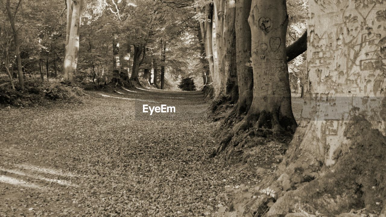 DIRT ROAD AMIDST TREES