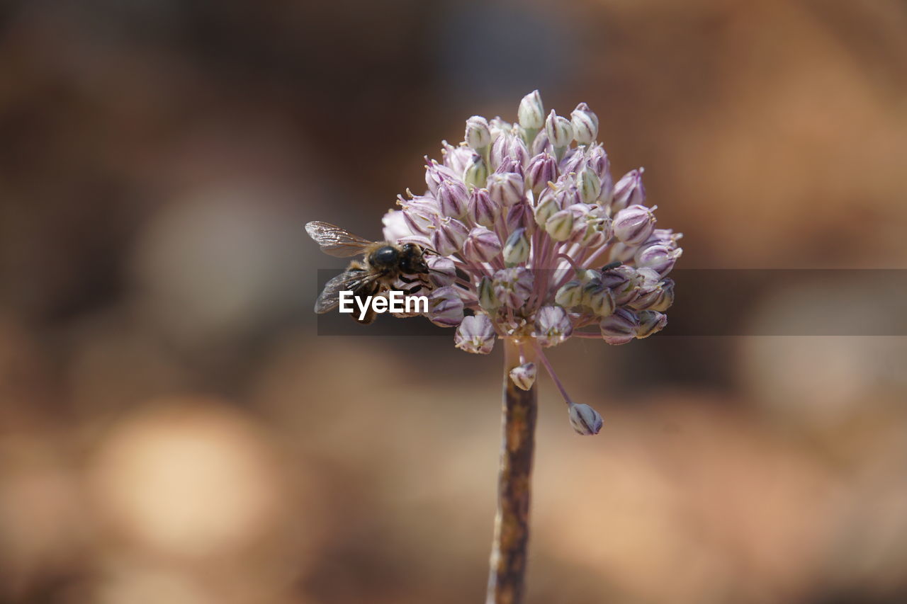 flower, flowering plant, plant, beauty in nature, freshness, nature, macro photography, close-up, fragility, focus on foreground, animal wildlife, blossom, flower head, animal themes, insect, animal, no people, petal, springtime, outdoors, plant stem, macro, growth, wildflower, inflorescence, branch, selective focus, purple, environment, wildlife, botany, food, one animal, leaf, day, sunlight