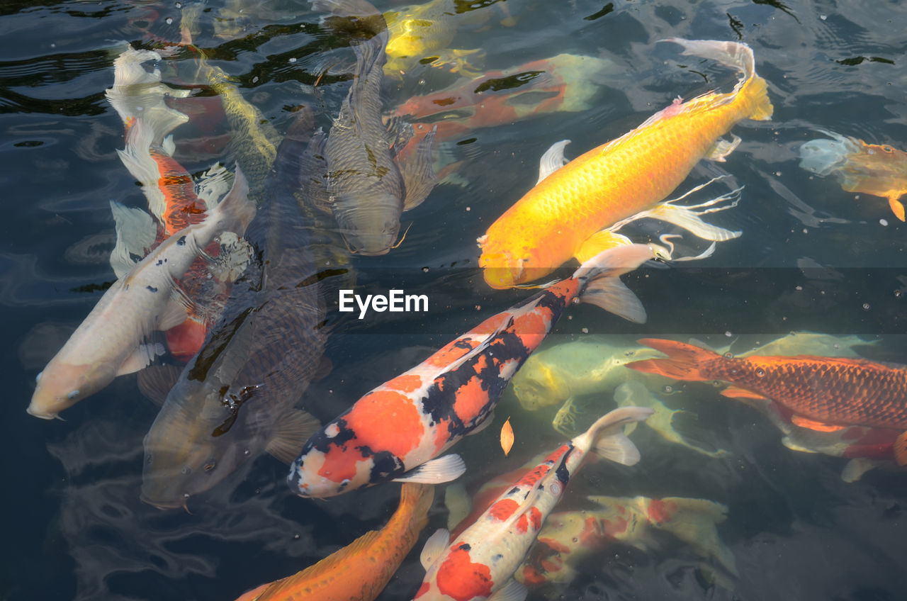 HIGH ANGLE VIEW OF KOI FISH IN WATER