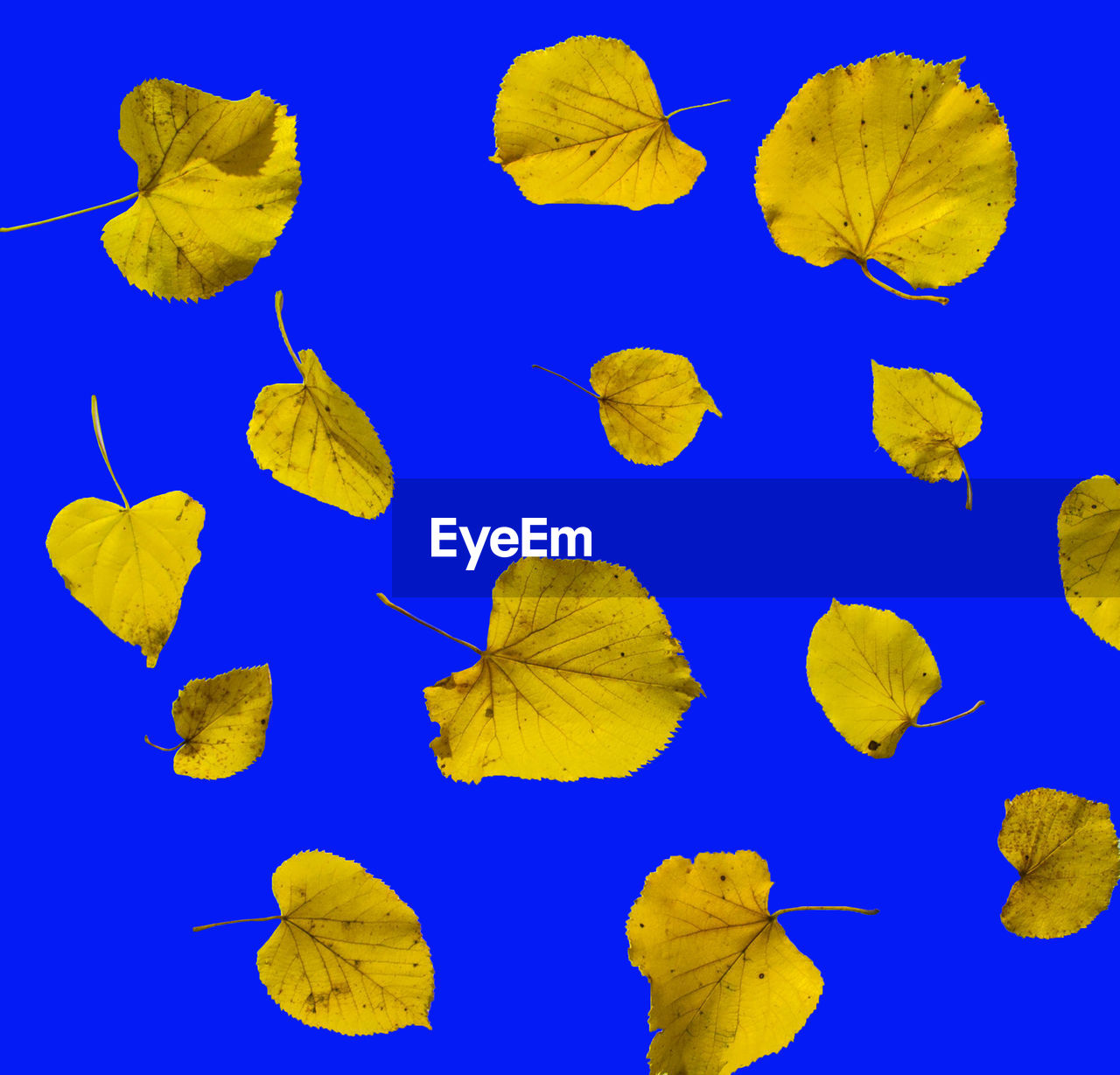 CLOSE-UP OF YELLOW LEAF OVER BLUE BACKGROUND