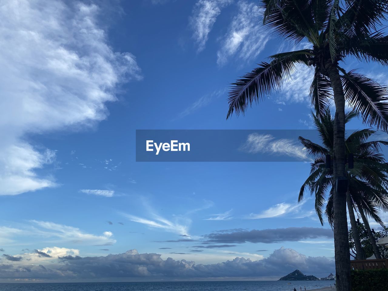 LOW ANGLE VIEW OF PALM TREES AGAINST BLUE SKY