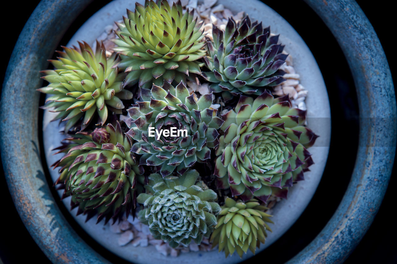 Top view of succulent plant in planting pot