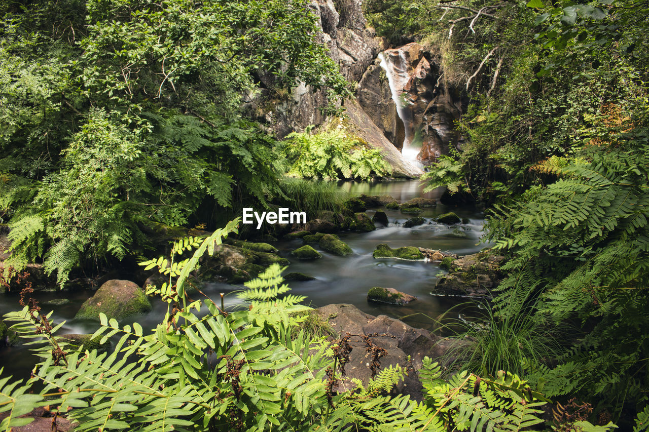 high angle view of waterfall in forest