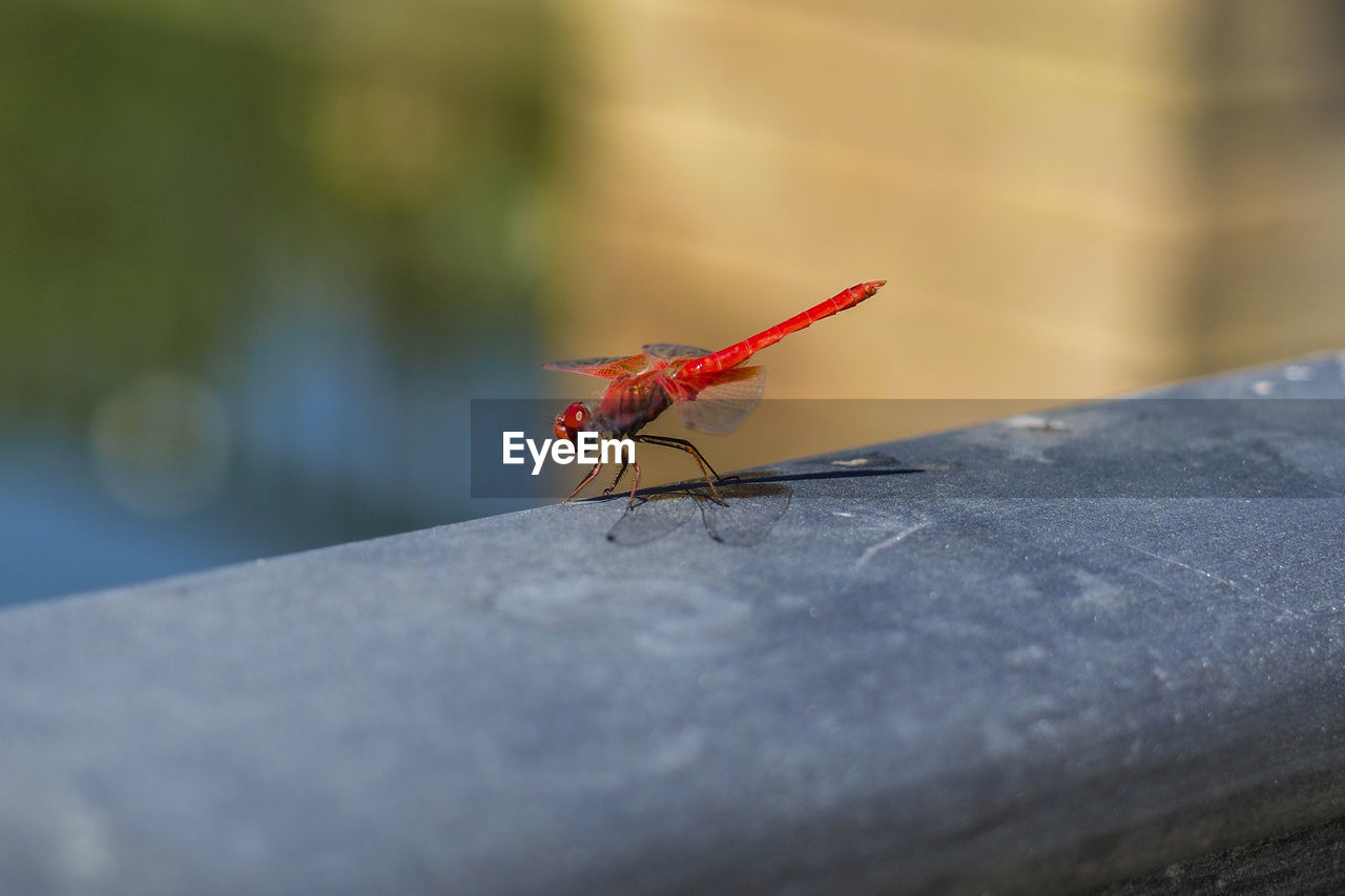 Close-up of insect on retaining wall