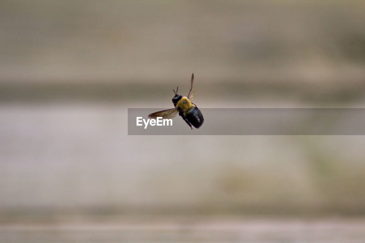 Close-up of bee flying outdoors