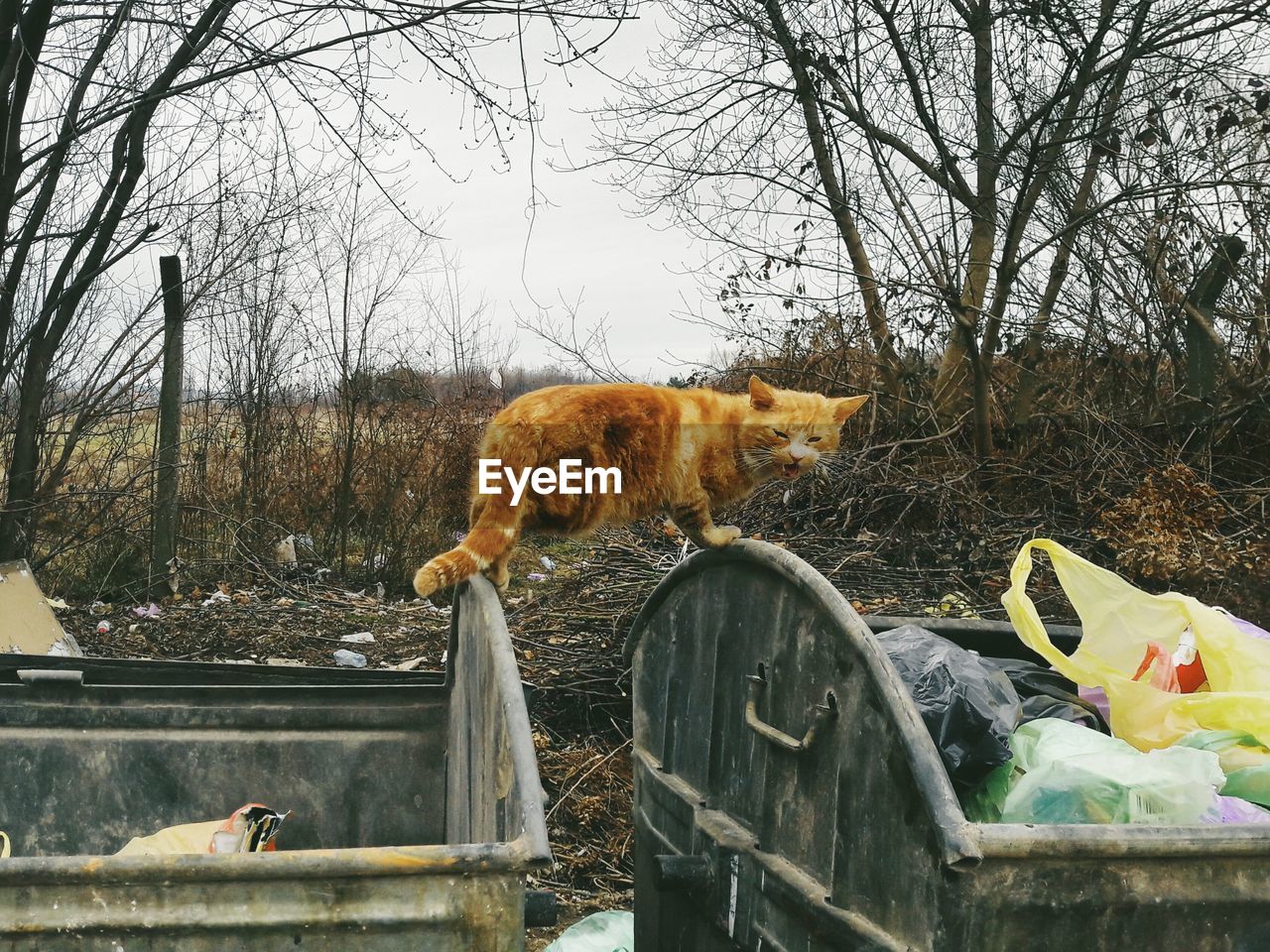 DOG BY BARE TREES IN WATER