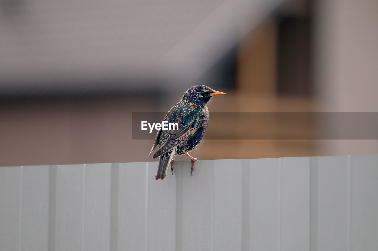 Spring starling