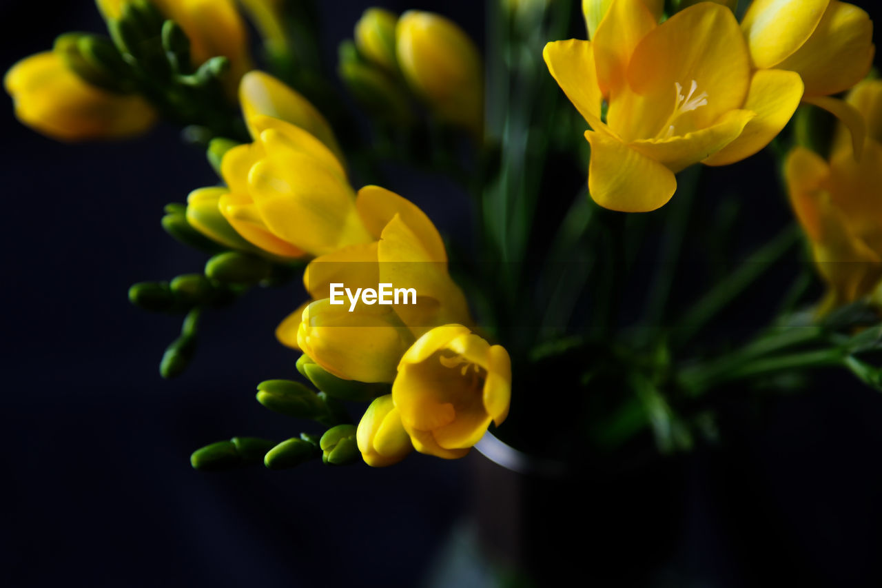 yellow, flower, plant, flowering plant, beauty in nature, macro photography, freshness, nature, close-up, flower head, petal, no people, growth, inflorescence, fragility, multi colored, vibrant color, outdoors, green, springtime, blossom, plant stem, focus on foreground, water