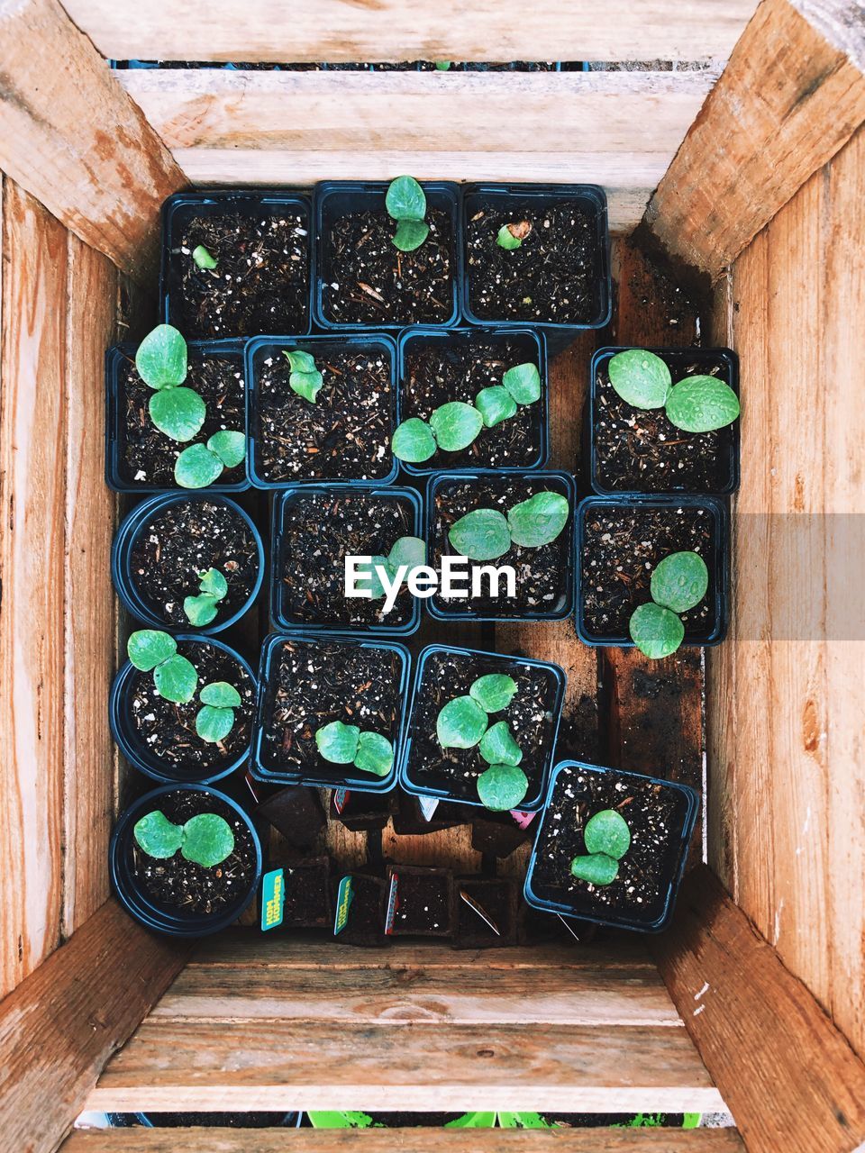 DIRECTLY ABOVE SHOT OF POTTED PLANTS ON TABLE