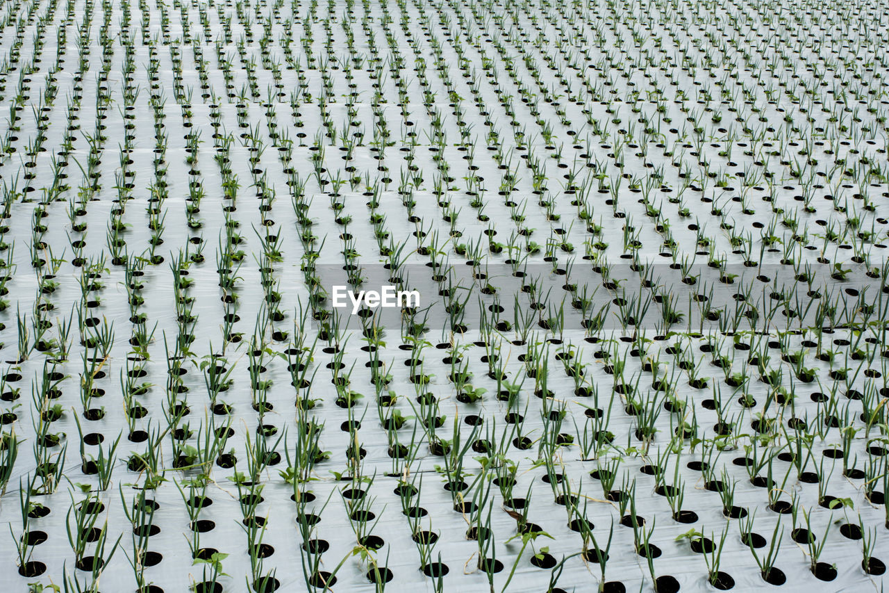 Full frame shot of garlic garden