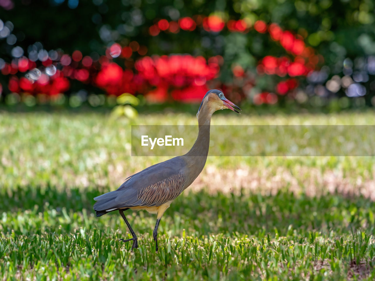 SIDE VIEW OF BIRD ON GRASS