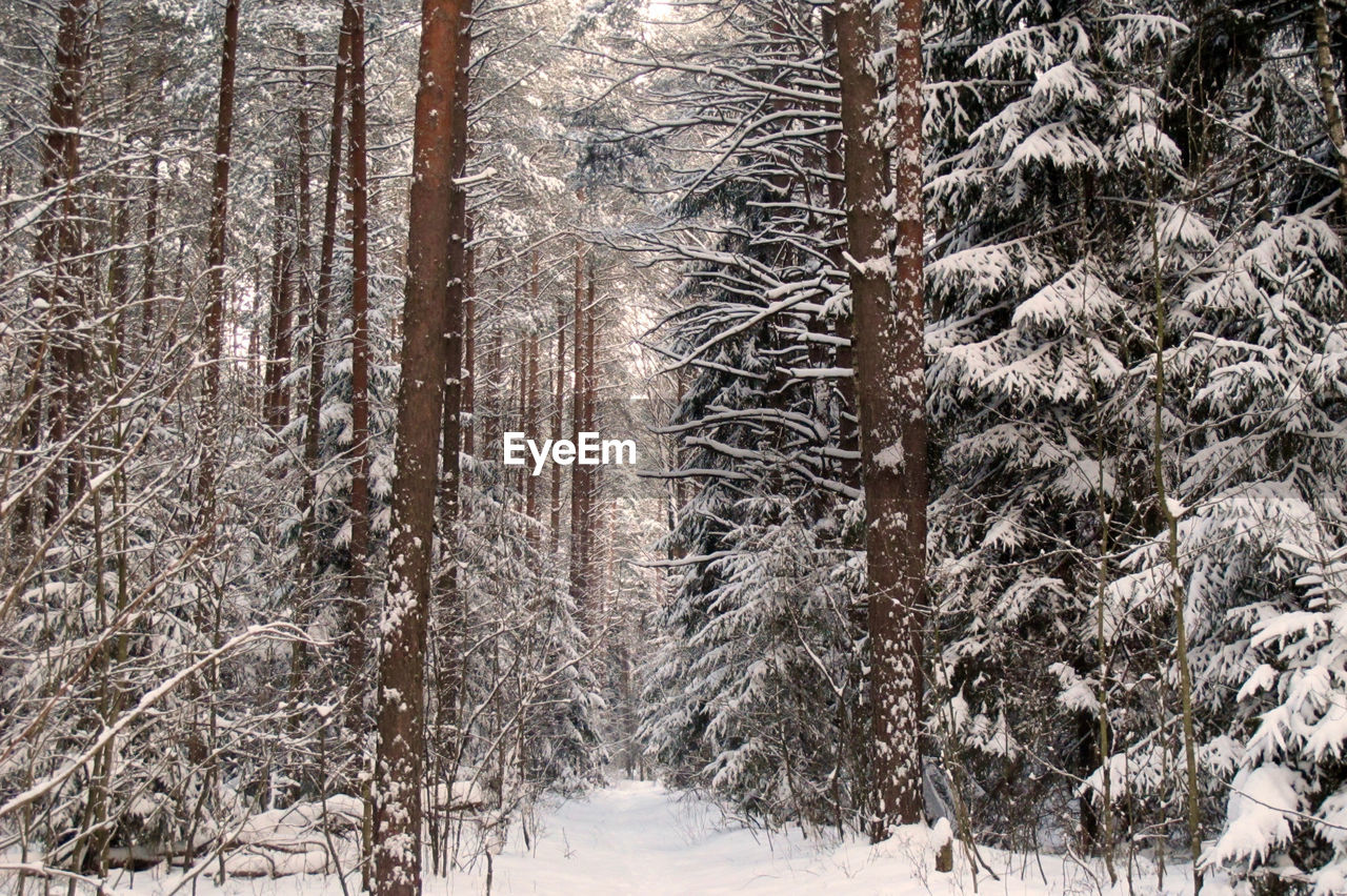 Pine trees in snow covered forest