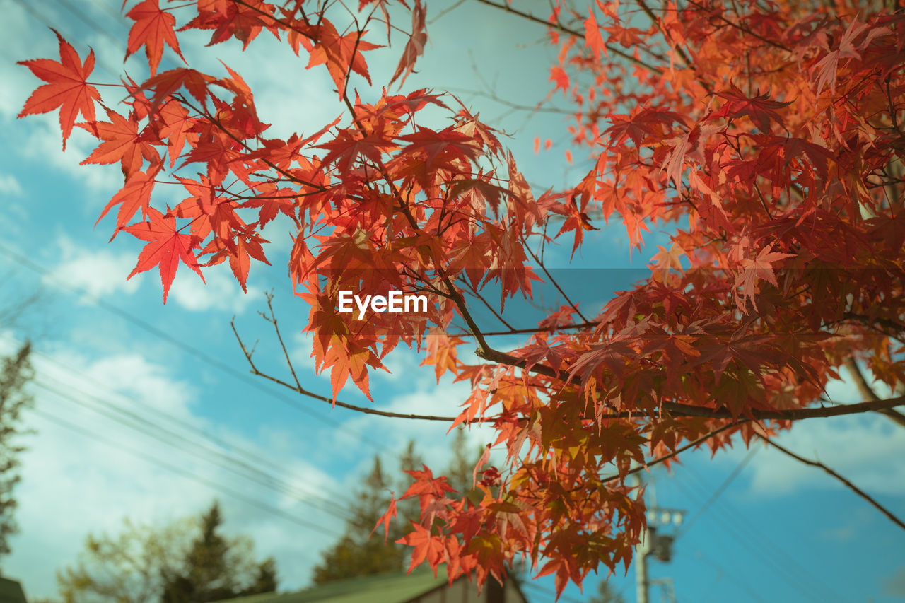 autumn, tree, leaf, plant, plant part, nature, sky, beauty in nature, maple, red, branch, maple tree, no people, orange color, low angle view, day, outdoors, tranquility, flower, cloud, maple leaf, environment, growth, scenics - nature, sunlight, blue