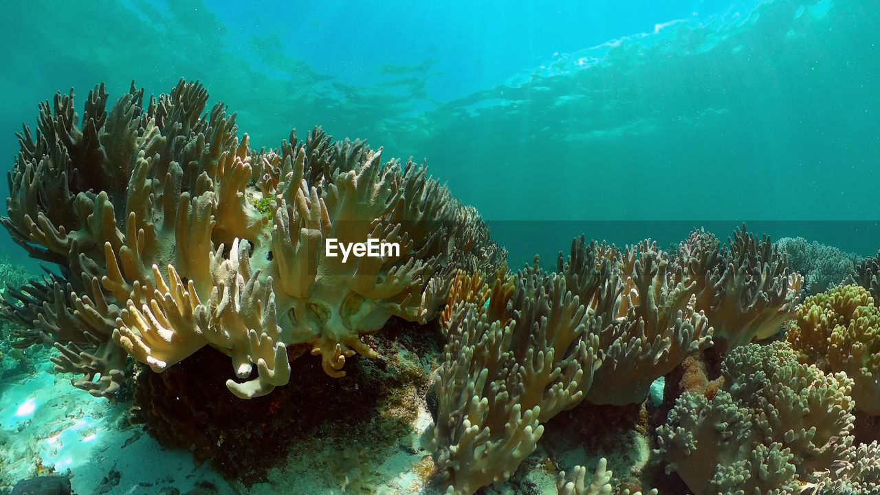 Tropical colourful underwater seascape. tropical fishes and coral reef underwater. 