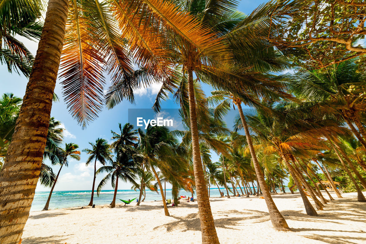 PALM TREES AT BEACH AGAINST SKY