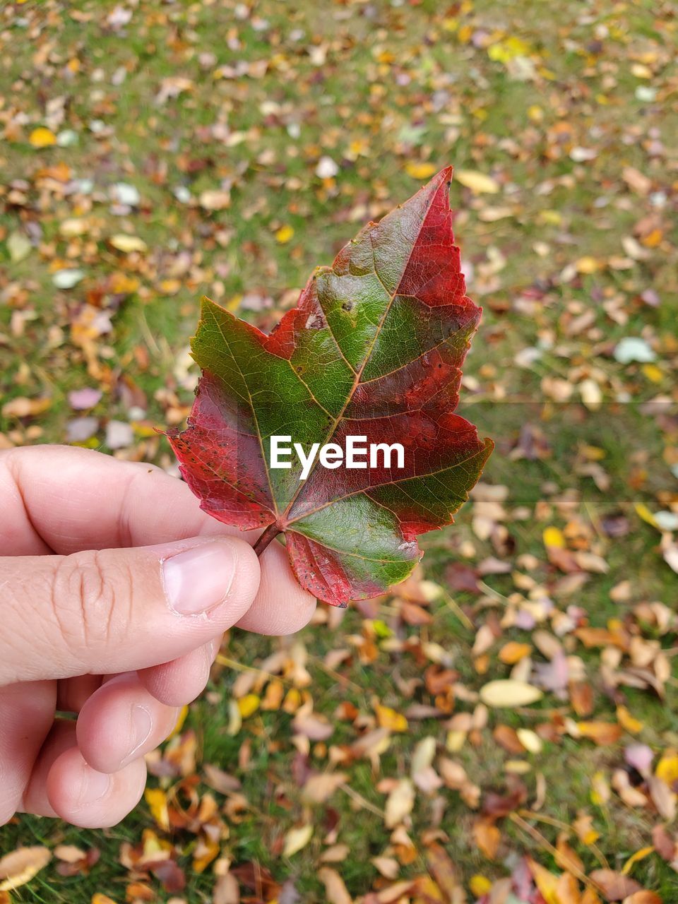 Cropped hand holding maple leaves during autumn