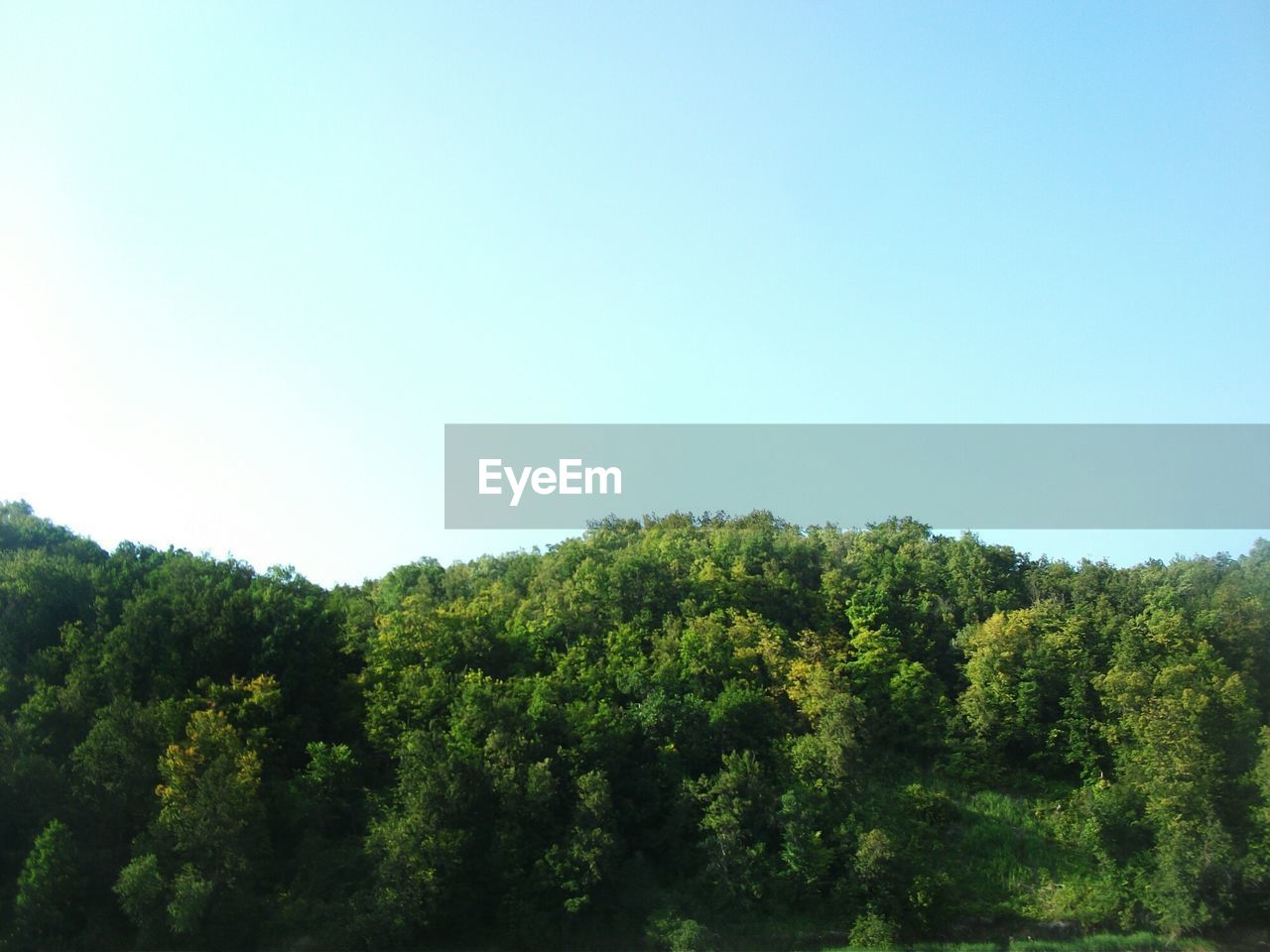 VIEW OF LUSH TREES AGAINST CLEAR SKY