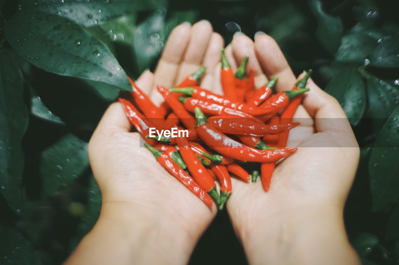 Close-up of hand holding red chili