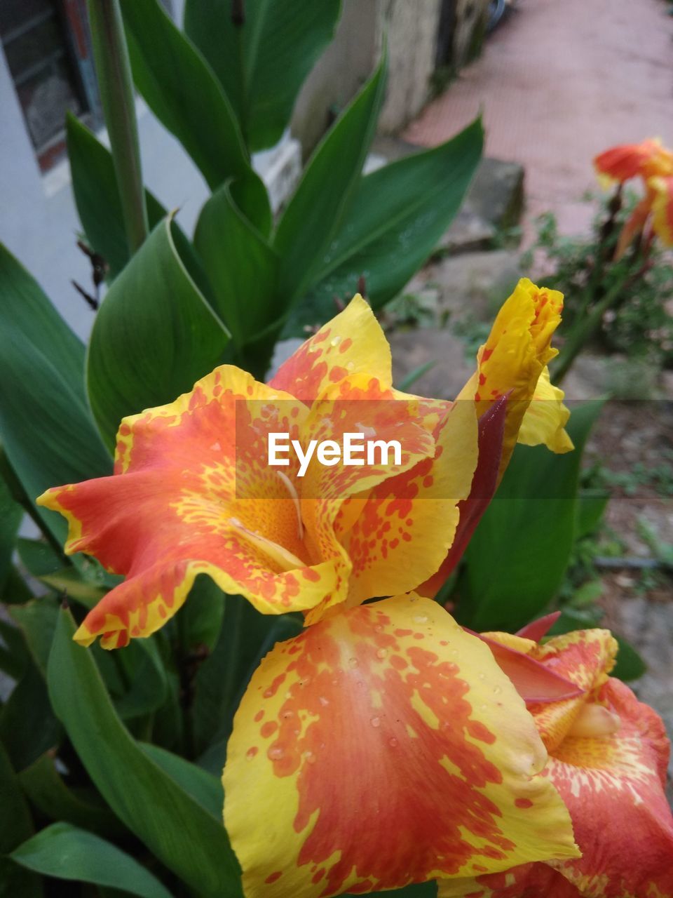 CLOSE-UP OF YELLOW FLOWERS