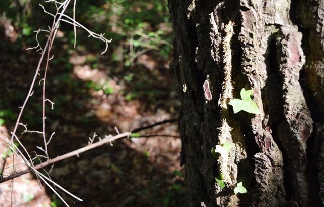 CLOSE-UP OF TREE TRUNK