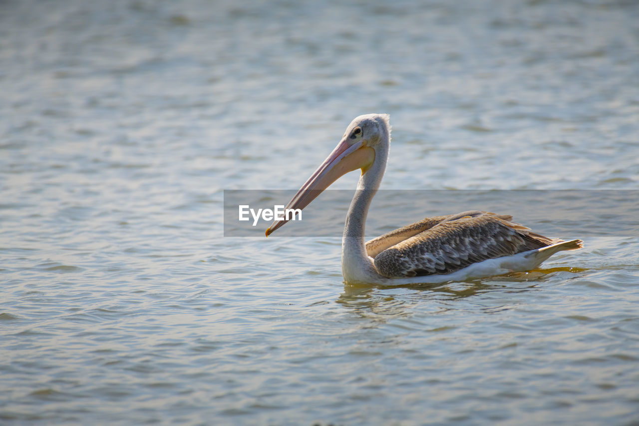 Pelican swimming in lake