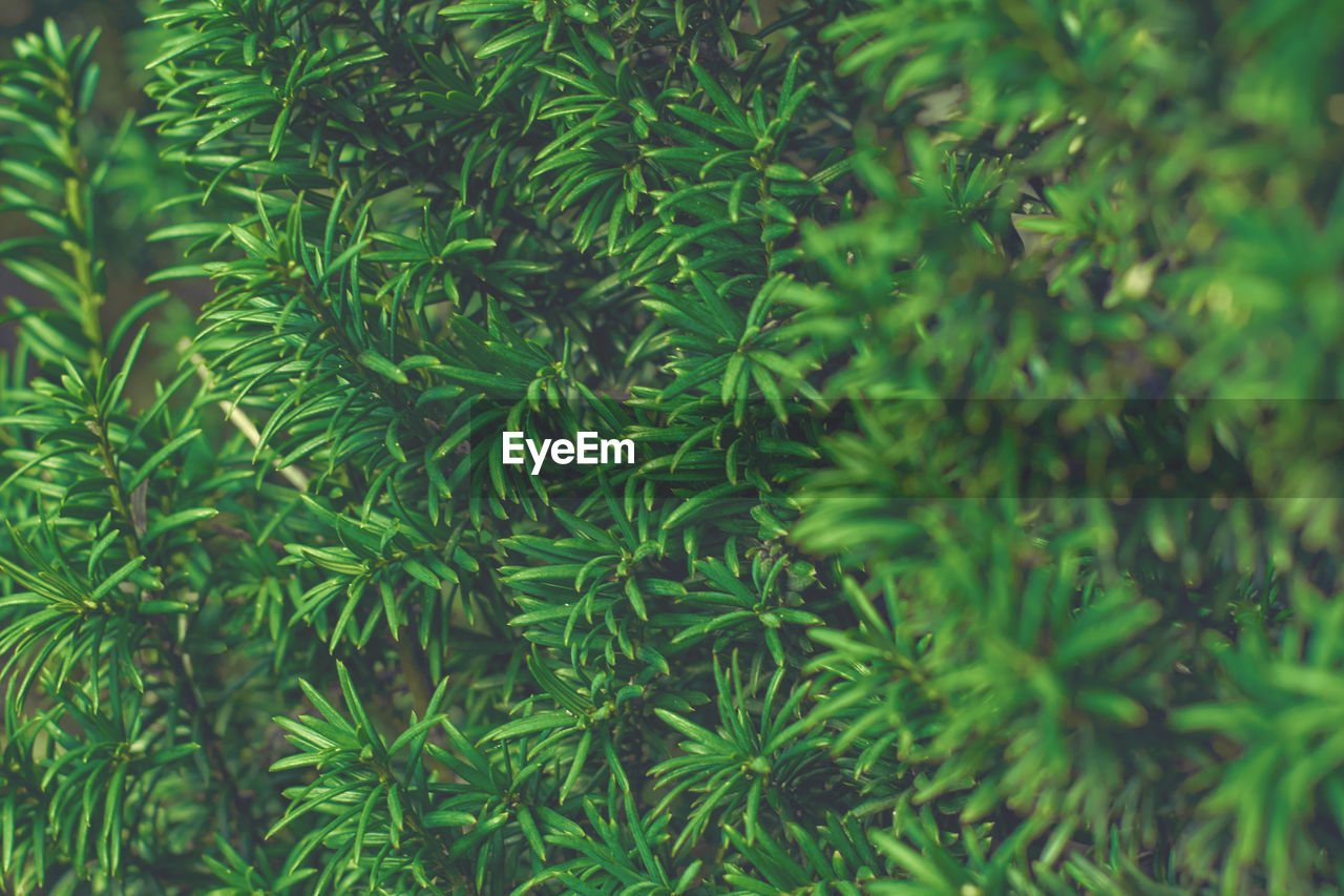 Taxus baccata green twig texture. berry yew plant texture background.