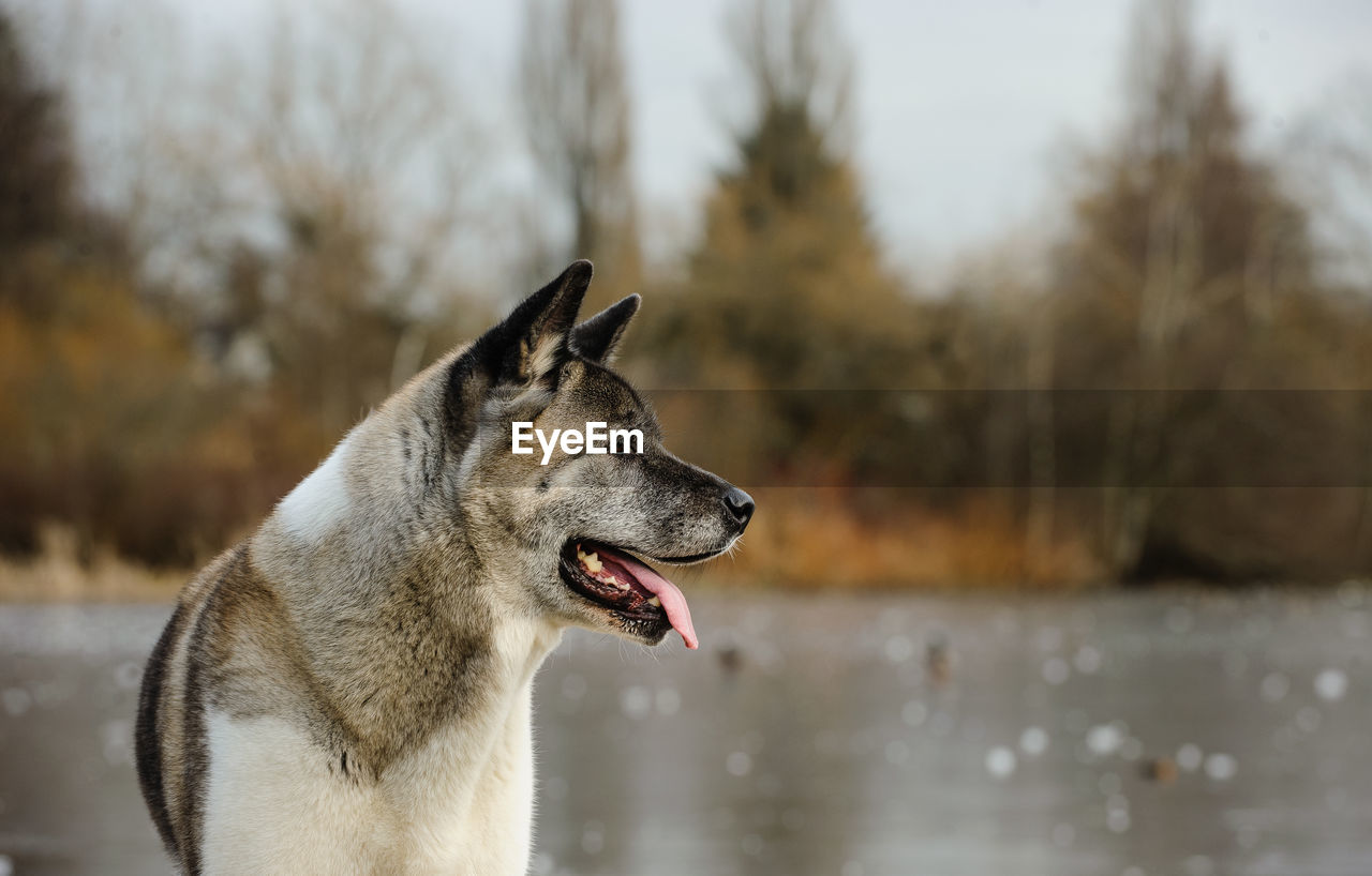 Japanese akita standing in lake