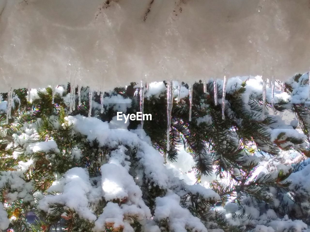 PANORAMIC SHOT OF FROZEN PLANTS