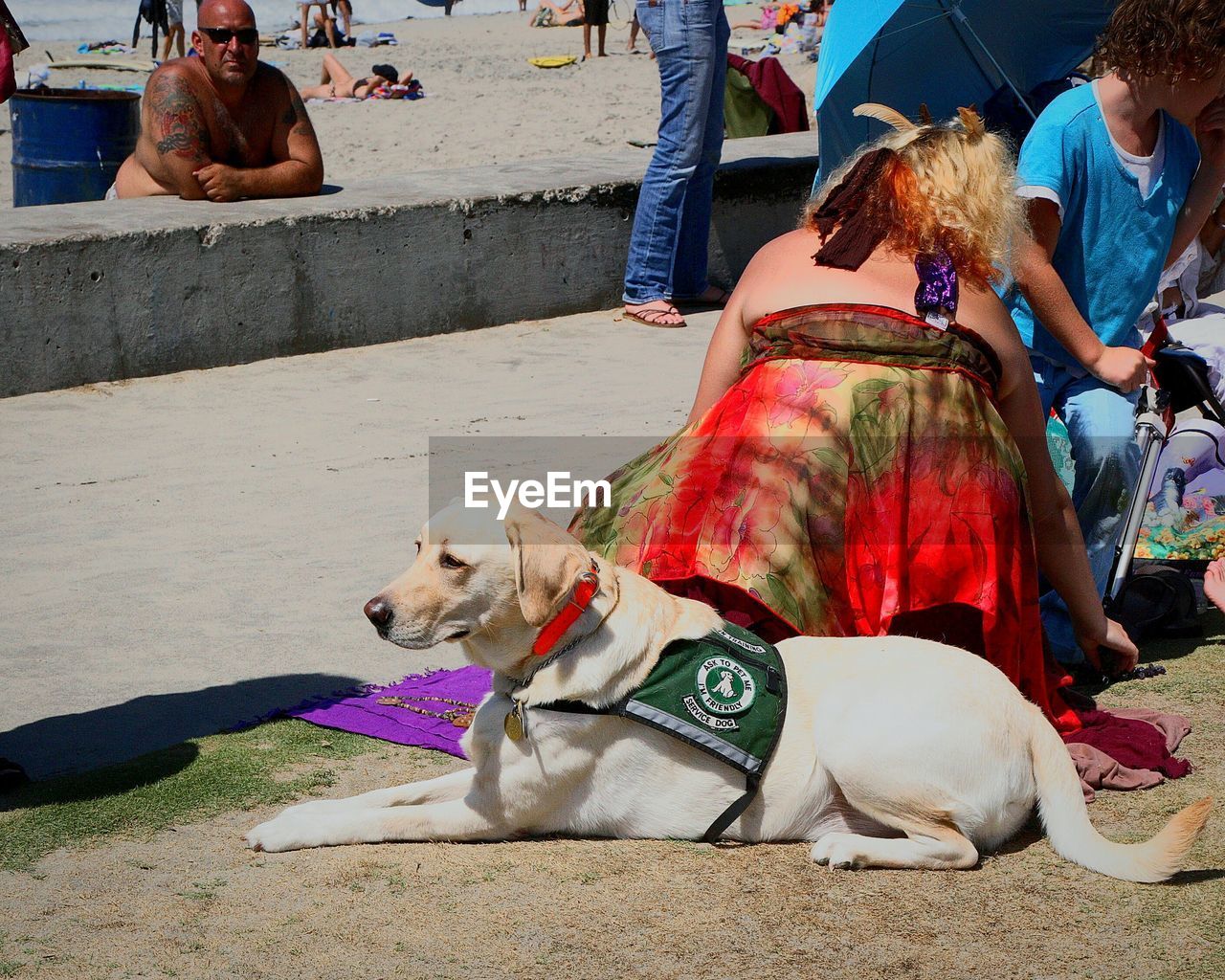 REAR VIEW OF TWO DOGS