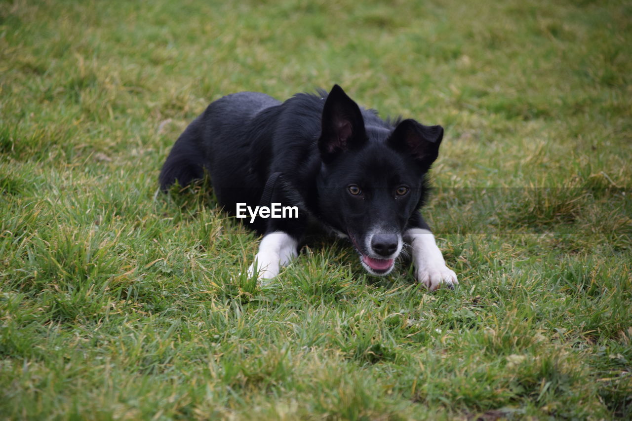 PORTRAIT OF BLACK LABRADOR RETRIEVER ON GRASS