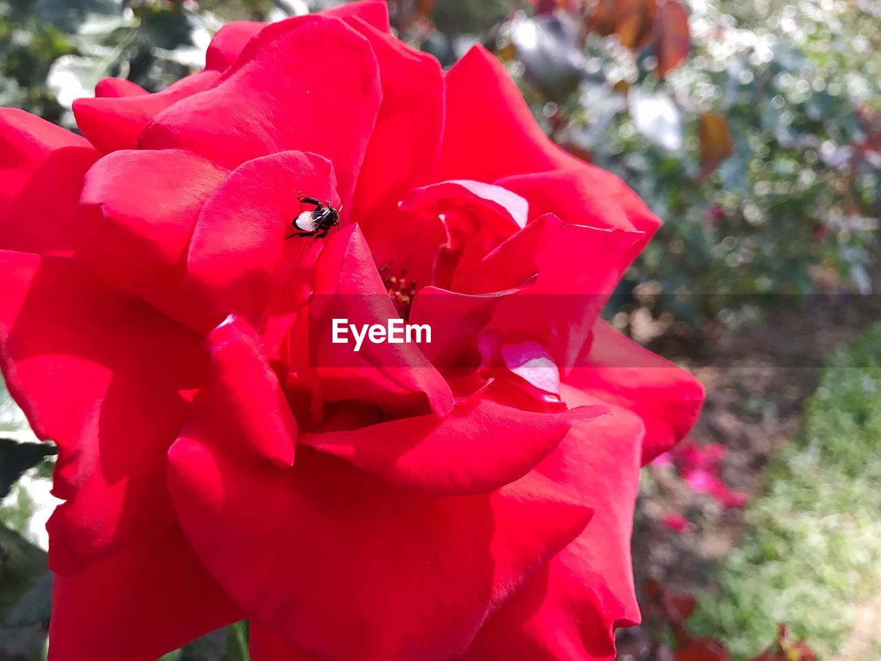 CLOSE-UP OF RED FLOWER