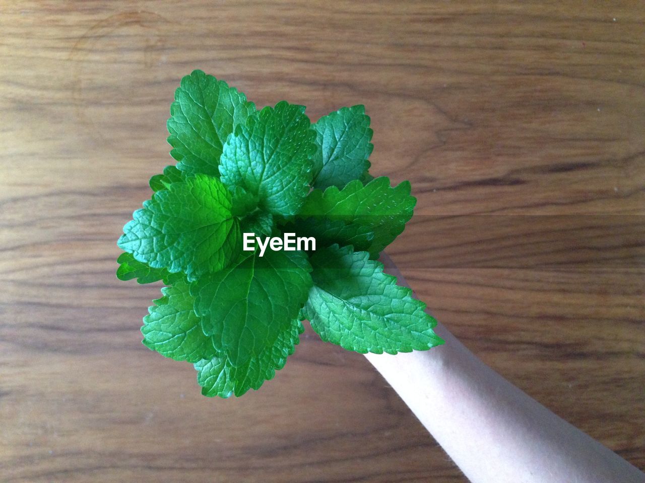 HIGH ANGLE VIEW OF GREEN PLANT IN TABLE